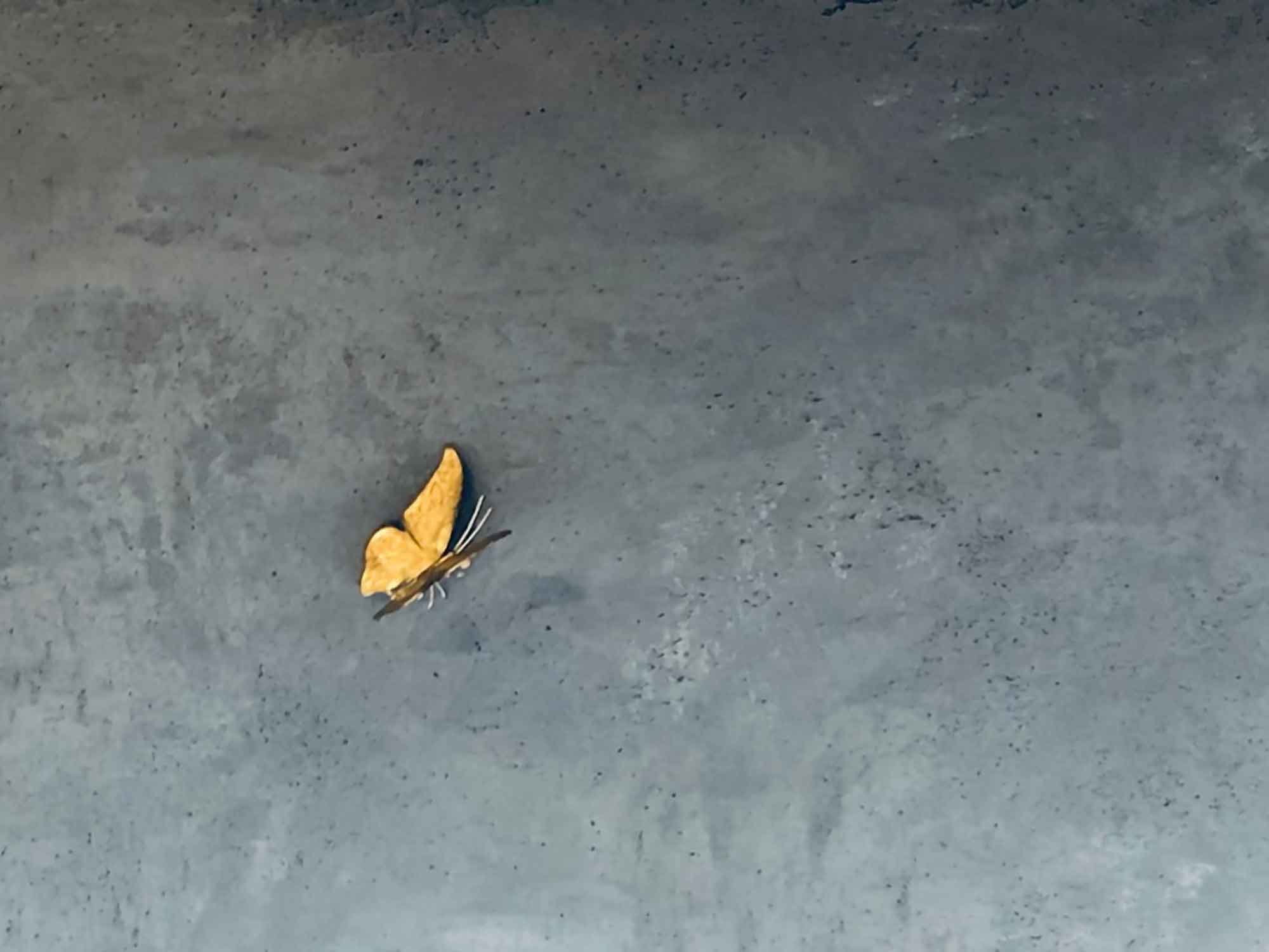 SEGRETO | Hand Sculpted and Gold Leafed Butterfly on Plastered Wall