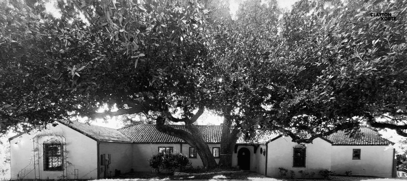 Majestic oak trees surrounding the Austin property that inspired the Rooted in Craft sculptural plaster installation