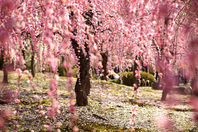 2014-japanese-cherry-blossom-blooming-sakura-5