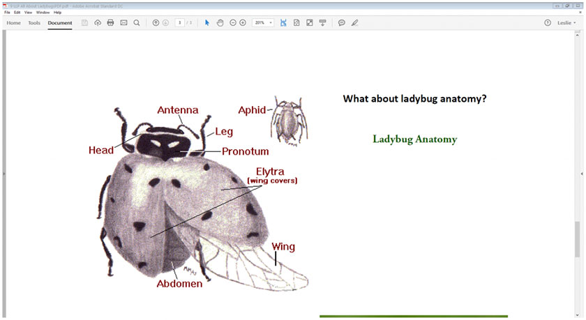 ladybug anatomy