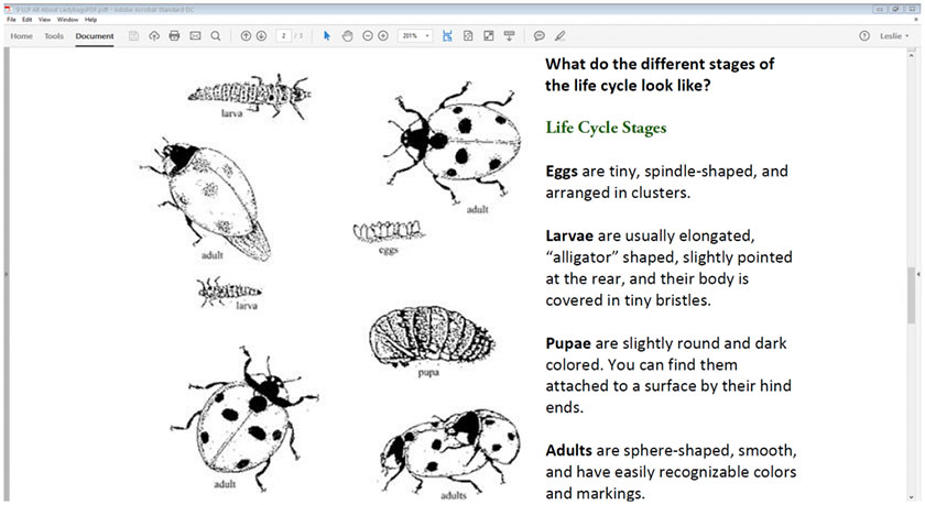 ladybug life cycle stages